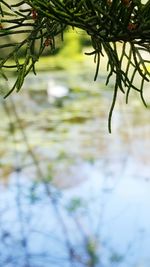 Close-up of plants against blurred water