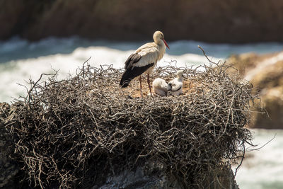 Birds perching on nest