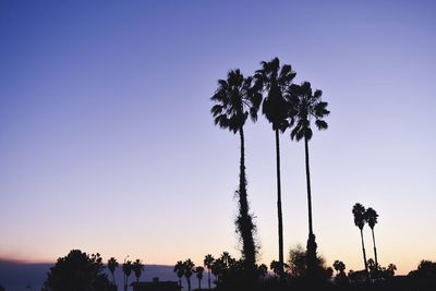 Silhouette palm trees against clear sky during sunset