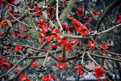 Close-up of red berries on tree