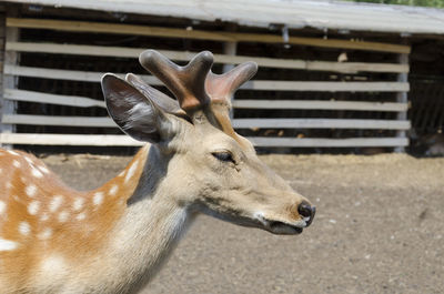 Sika deer close-up on a reindeer farm. the most endangered species of deer. foreground. wild farm.