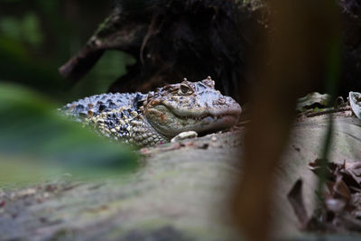 Close-up of lizard