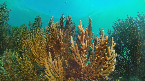 View of fish in sea