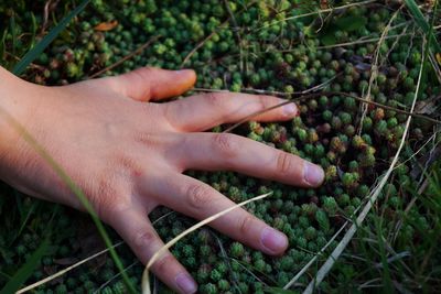 Close-up of cropped hand on plants