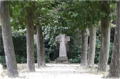 Trees growing in park