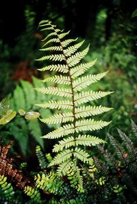 Close-up of fern tree