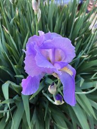 Close-up of flower blooming outdoors