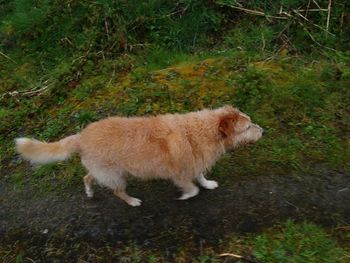 High angle view of a cat