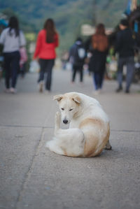 Dog on footpath in city