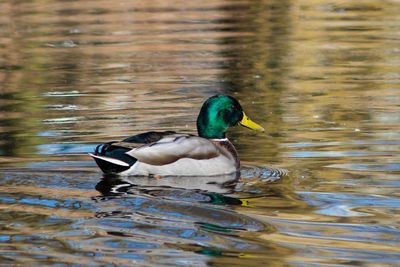 Duck swimming in lake