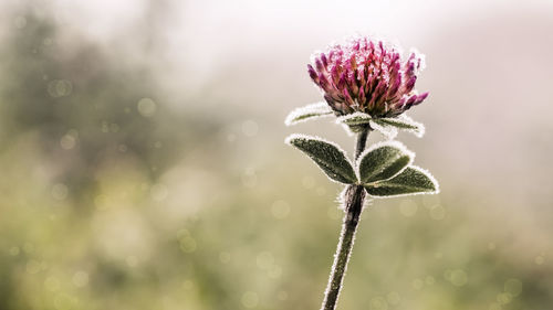 Close-up of frozen flower outdoors