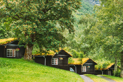 Trees and houses