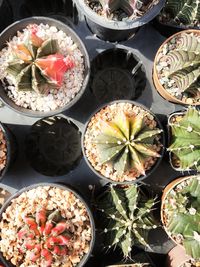 High angle view of succulent plant on table