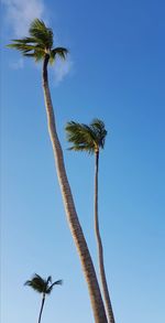 Low angle view of coconut palm tree against blue sky