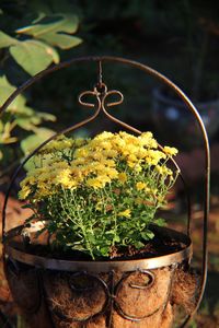 Close-up of potted plant