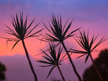 Close-up of silhouette plant against sky at sunset