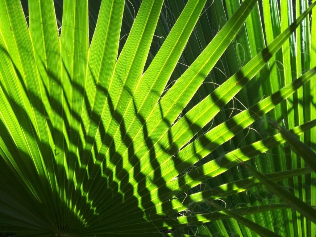 Desert palm