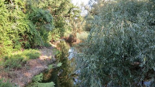 Scenic view of river flowing through forest