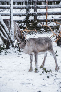 Reindeer in snow covered field