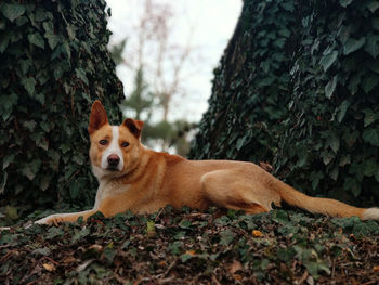 Portrait of dog on field