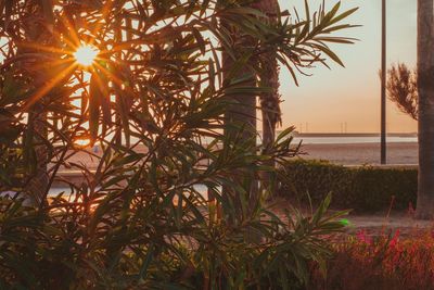 Palm trees by sea against sky during sunset