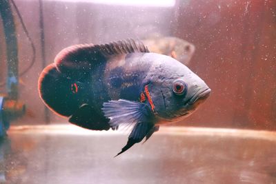 Close-up of fish swimming in aquarium