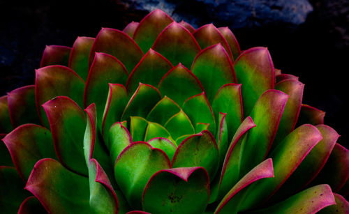 Close-up of succulent plant