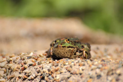 Close-up of frog on rock