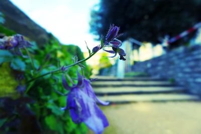 Close-up of butterfly on purple flower