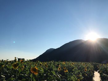 Plants growing on land against bright sun