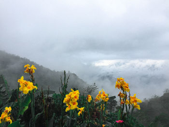 Yellow flowering plants against sky