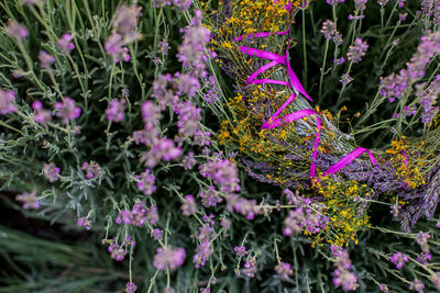 Close-up of purple flowering plants