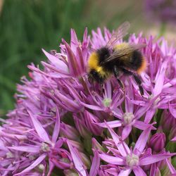 Close-up of honey bee on purple flower