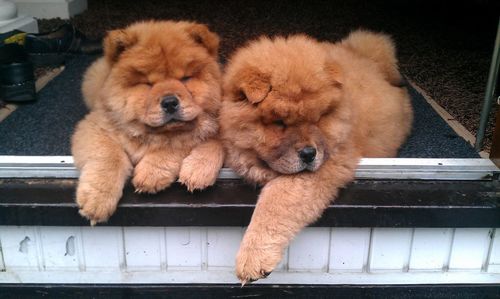 High angle view of dogs relaxing outdoors