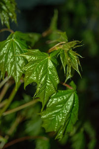 Close-up of leaves