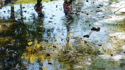 Reflection of trees in water