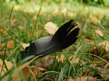 Close-up of feather on land