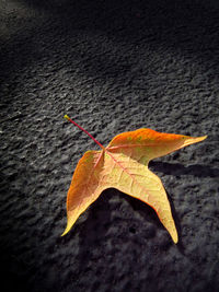 Close-up of dry leaves