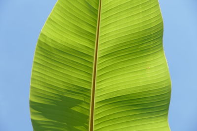 leaf