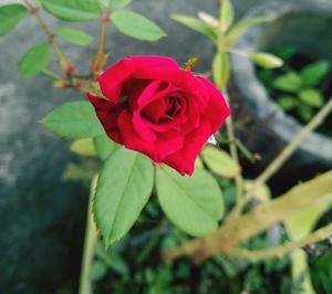 Close-up of rose plant