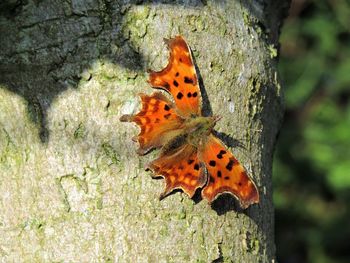 Close-up of butterfly on tree trunk