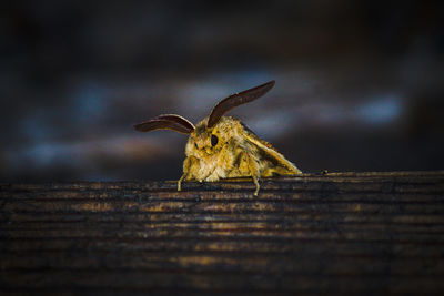 Close-up of bee on wood