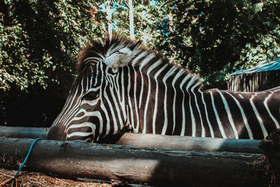 Close-up of zebra at zoo