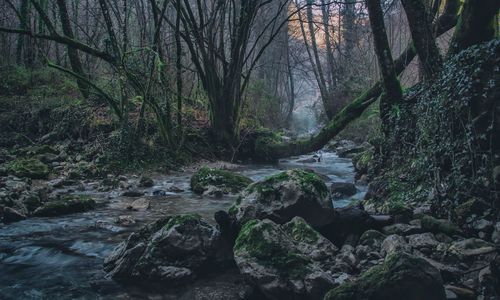 Stream flowing through rocks in forest