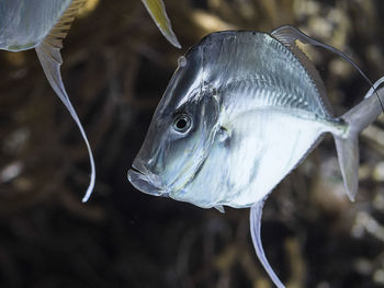 Close-up of fish