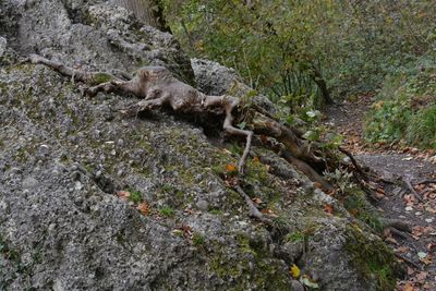 Lizard on stone wall