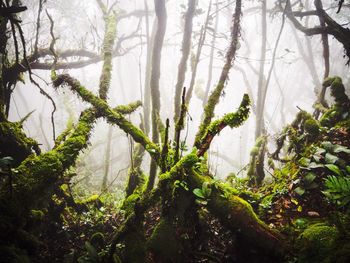 Plants growing on tree trunk