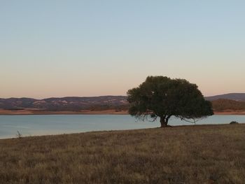 Trees on field against clear sky during sunset