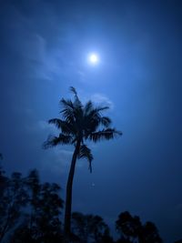 Low angle view of palm tree against sky