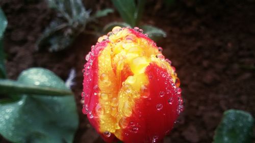 Close-up of red rose